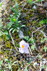 White Saffron
