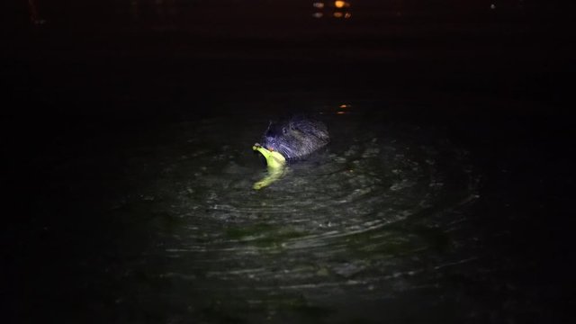 Nutria And banana. Funny ugly nutria, Myocastor coypus, big rodent, standing water holding in hands banana and eating. nutria eats banana at night in the lake lago di garlate Lecco city in italy