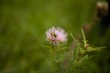 Bee and weed flower