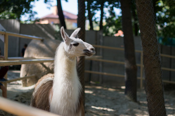 portrait of lama © Юлия Вершинина