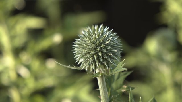 A close-up of a beautiful echinops flower in springtime.