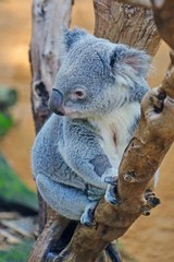 Obraz premium A koala on a gum tree in Australia