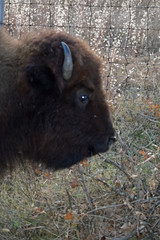 Buffalo Close UP