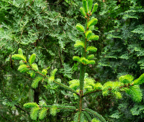 Spruce (Picea abies aurea) branches with new bright growth against blurred greenery plants in ornamental garden. Selective focus. Nature concept for Christmas design