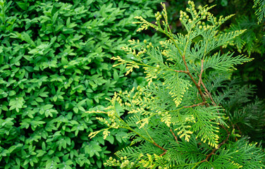 Close-up yellow-green texture of leaves western thuja (Thuja occidentalis) Aurea on blurred boxwood Buxus sempervirens background. Nature landscape, fresh wallpaper. Place for your text