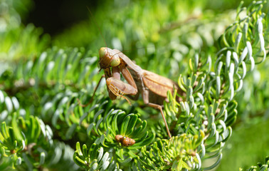 Macro of brown female European Mantis or Praying Mantis in natural habitat on branches of Abies koreana Silberlocke. Mantis Religiosa is state symbol of Connecticut