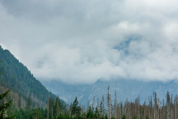 Trees, clouds and mountains. Tatra Mountains Poland