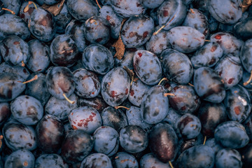 plums, purple, trees, autumn fruits, vitamins