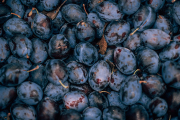  plums, purple, trees, autumn fruits, vitamins