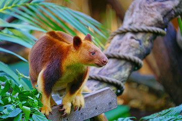 View of a red Tree Kangaroo on a tree branch in Australia