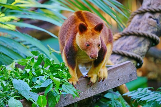 View of a red Tree Kangaroo on a tree branch in Australia