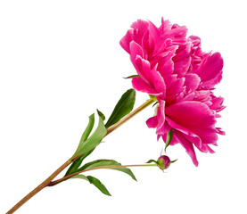 Pink peony flower (Paeonia lactiflora) isolated on a white background
