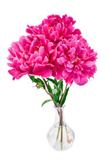 Bouquet of pink peony flowers (paeonia lactiflora) in a glass vase isolated on a white background.