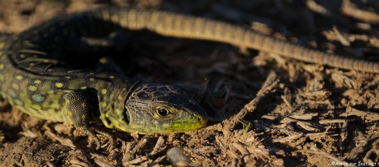 Jeune lézard ocellé prenant le soleil