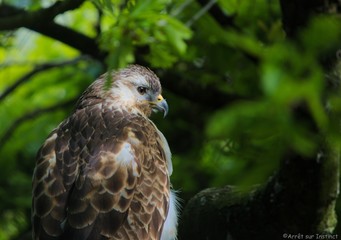 Buse variable (Common buzzard) dans les arbres