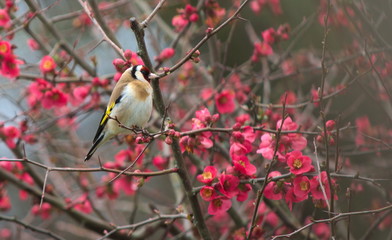 Chardonneret élégant (Goldfinch) dans les fleurs
