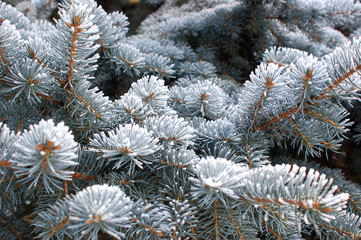 Branches of blue spruce covered in snow on a sunny winter day