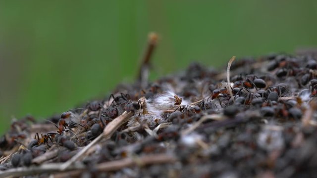 Ants collective build anthill - (4K)