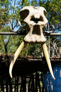 elephant head skeleton in wooden hut