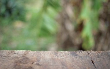 tree in forest