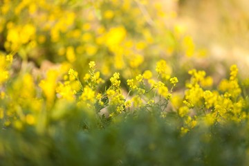 Obraz premium Background.