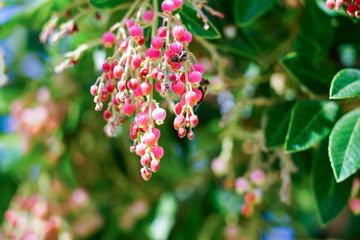 Arbutus Marina - Strawberry Tree, pink flower 