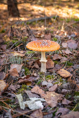 Amanita mushroom or toadstool grows in dry leaves. - 302551848