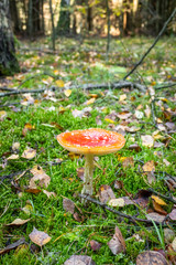 Red fly mushroom grow in autumn forest. - 302551851