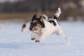 Cute little Jack Russell Terrier dogs happily run across a snowy meadow in winter.