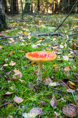 Toxic mushroom toadstool in green moss. - 302551882