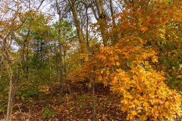 Autumn leaves flow down a hill next to a walking trail.