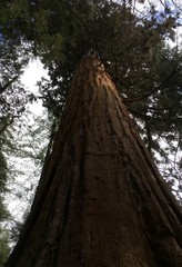 Rising mighty sequoia tree trunks
