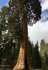 Rising mighty sequoia tree trunks