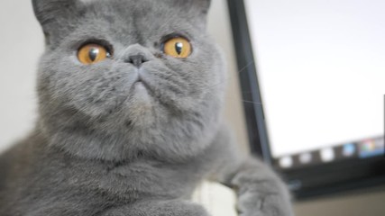 Funny gray cat at home.