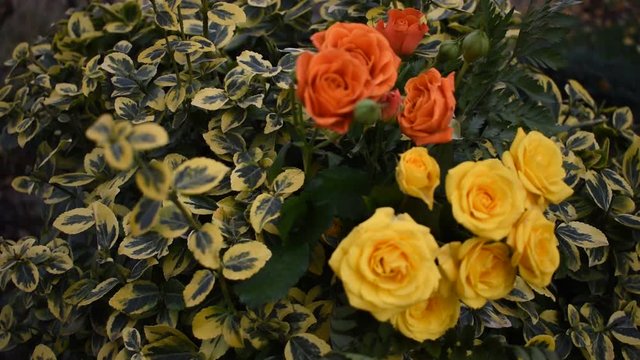 Orange and yellow roses in garden. Breeze. Roses flower bloom on a green background. Lyrical mood