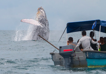 Yubarta or humpback whales (Megaptera novaeangliae) jump out of the water off the coast of Colombia