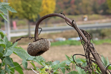 겨울해바라기