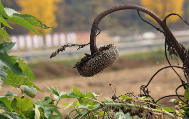 겨울 해바라기
