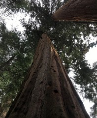 Rising mighty sequoia tree trunks