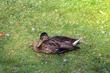 Sleeping gray duck with closed eyes on green grass
