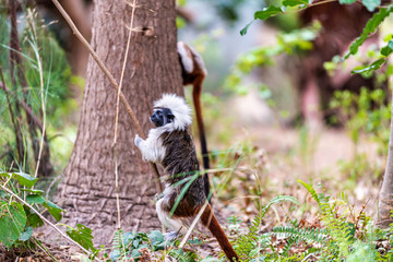 Cotton top tamarin in the zoological garden. 