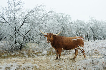 Texas Longhorn cow in ice storm on ranch, cold winter weather concept.