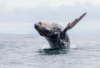 Yubarta or humpback whales (Megaptera novaeangliae) jump out of the water off the coast of Colombia