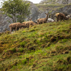 Herd of young wild deer in Scottish mountains in rainy evening.