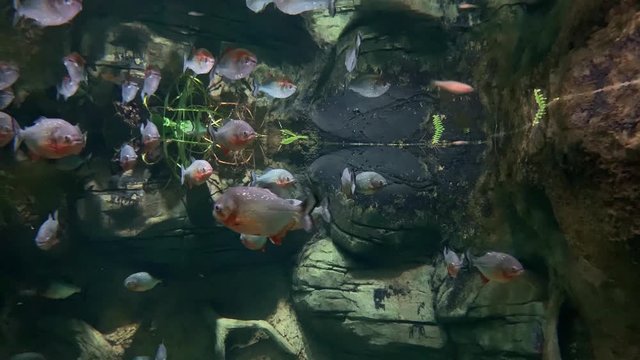 Many red-bellied piranhas, school of dangerous predators of amazon also known as red piranha, Pygocentrus nattereri swimming in water