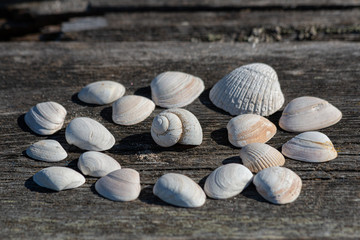 seashells and clams on a wooden bench arranged in a circle