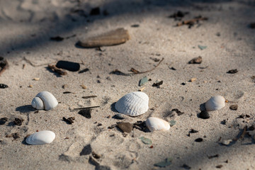seashells on a sand beach with some debris