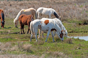 Obraz premium Wild Ponies in a Wetland Grassland