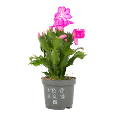 items on perfect white background