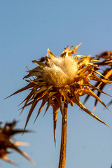 Dry thistle, in a field at the end of summer.